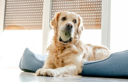 Golden retriever dog lying down on pillow at home and looking at camera. Cute purebred pet doggy labrador on floor with daylightの写真素材