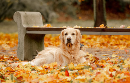 Golden retriever dog resting in autumn Park. Purebred doggy pet labrador lying in nature with tonque outの写真素材
