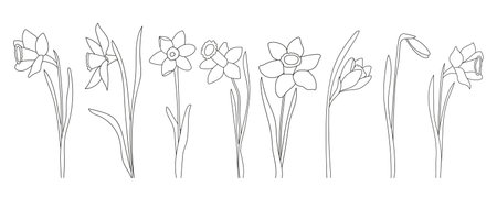 Hand-Drawn Daffodil Flowers Coloring Page For Kids Is A Black And White Vector Illustration Suitable For Printingのイラスト素材