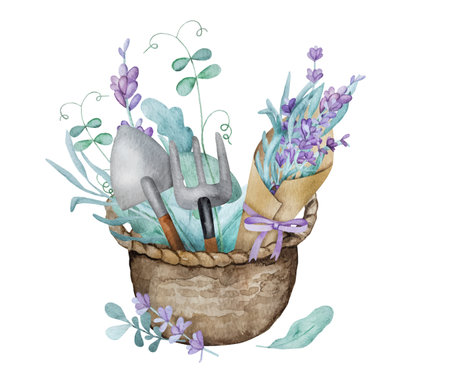 Beautiful lavender provence bouquet in basket with green pies sprouts and garden scapula watercolor illustration. Purple blossom flower composition aquarelle drawingのイラスト素材