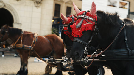 Horses In An Old City Center In Europe Provide Entertainment For Touristsの写真素材