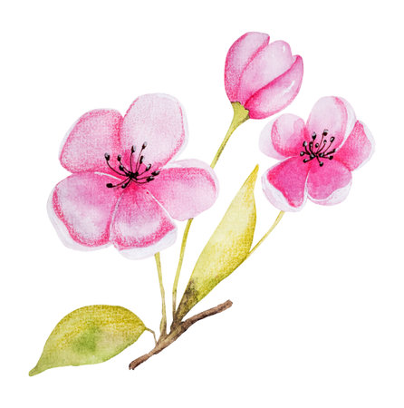 Hand-Drawn Watercolor Illustration Features An Apricot Branch With Flowersの写真素材