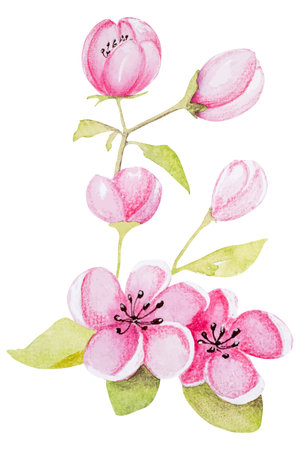 Hand-Drawn Watercolor Vector Illustration Features An Apricot Branch With Flowersのイラスト素材