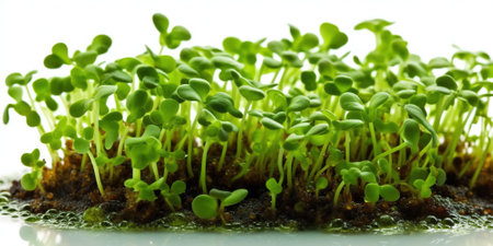 Healthy organic micro green sprouts in container isolated on white, close up viewの素材