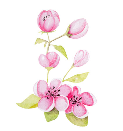 Hand-Drawn Watercolor Illustration Features An Apricot Branch With Flowersの写真素材