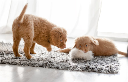 Two Toller Puppies Play With A Fluffy Toy In A Bright Room, Showcasing The Playful Nature Of The...