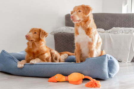 Two Nova Scotia Duck Tolling Retrievers Rest Comfortably In A Blue Dog Bed