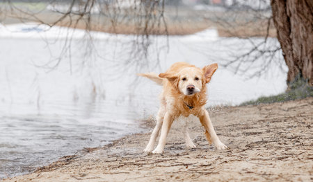 Golden Retriever Dog Shakes Off After Swimming In Lake On Sandy Shoreの写真素材