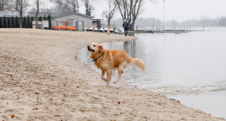 Cheerful Golden Retriever Runs Through Water Along River Bank, Splashing In Autumnの写真素材