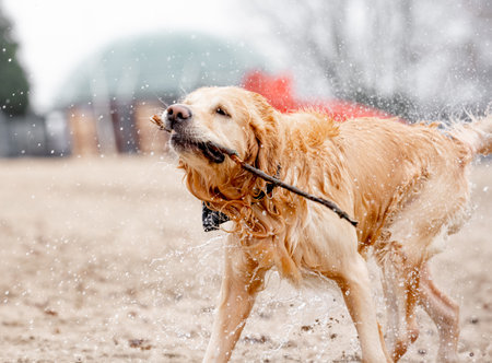 Golden Retriever Dog Plays In Lake With Stick In Mouthの写真素材
