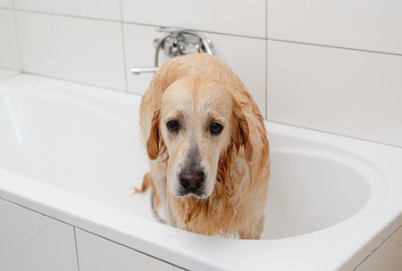 Unhappy Golden Retriever Dog In A White Bathtub DoesnT Want To Batheの写真素材