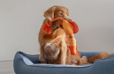 Orange Toy Duck Lies With Toller Dog In Blue Bed, A Nova Scotia Duck Tolling Retrieverの写真素材