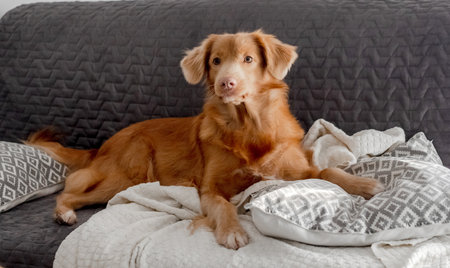 Toller, A Nova Scotia Duck Tolling Retriever, Lies On The Couchの写真素材