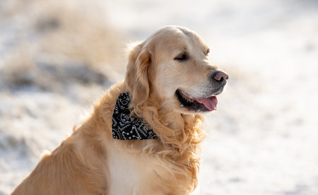 Golden Retriever Dog Poses For A Winter Portraitの写真素材