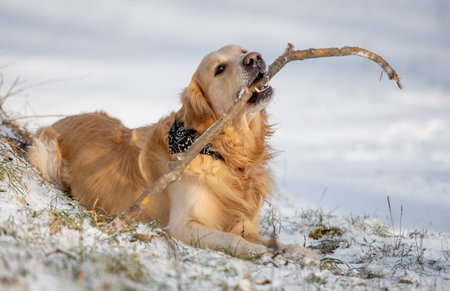 Golden Retriever Dog Gnaws On A Stick In A Snowy Winter Parkの写真素材