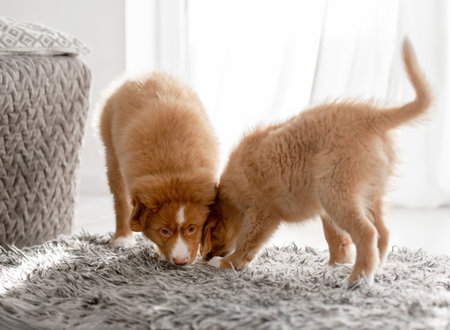 Two Toller Puppies In A Bright Room Exemplify The Nova Scotia Duck Tolling Retriever Breedの写真素材