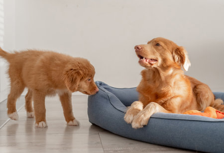 Two Nova Scotia Retriever Dogs And Their Puppy Play In A Blue Bed, Showcasing The Playful Nature Of The Toller Breedの写真素材