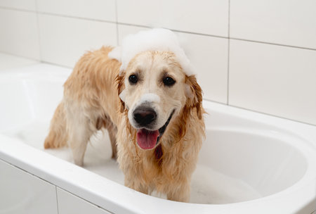 Golden Retriever Dog Enjoys A Bath In A White Tub With Foam On Its Headの写真素材