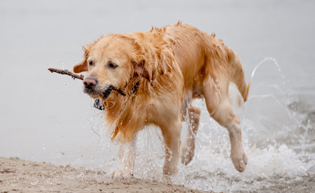 Cheerful Golden Retriever Runs Through Water Along River Bank, Splashing In Autumnの写真素材
