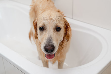 Unhappy Golden Retriever Dog In A White Bathtub DoesnT Want To Batheの写真素材