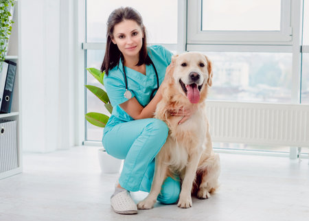 Golden retriever dog beside girl veterinarian in veterinary clinicの写真素材