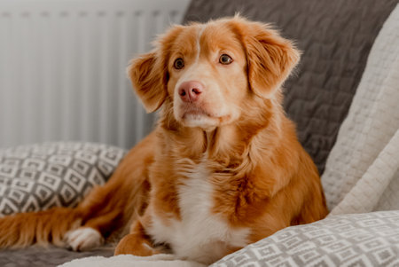 Toller, A Nova Scotia Duck Tolling Retriever, Lies On The Couchの写真素材
