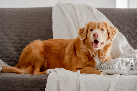 Toller, A Nova Scotia Duck Tolling Retriever, Lies On The Couchの写真素材