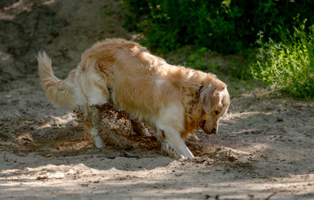 Golden Retriever Dog Digs Hole In Sandの写真素材