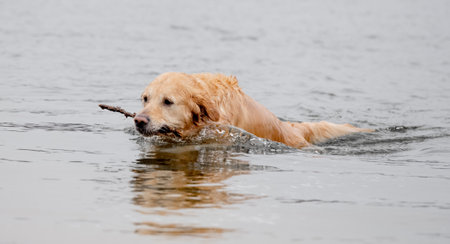 Golden Retriever Jumps Out Of Water With Stick In Teeth At Lake In Morningの写真素材