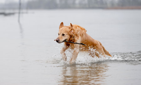 Golden Retriever Jumps Out Of Water With Stick In Teeth At Lake In Morningの写真素材