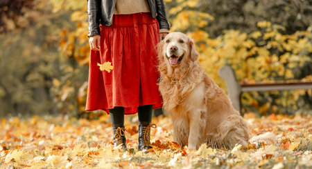 Preteen girl wear on golden retriever dog lace outdoors. Pretty woman with purebred pet doggy...