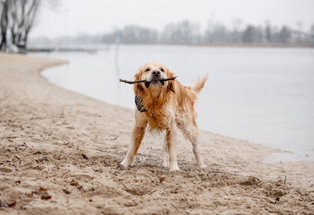 Golden Retriever Shakes Off Water On Lake Shore After Dog Swimmingの写真素材