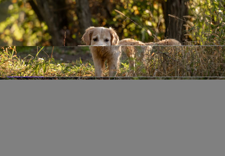 Golden Retriever Dog Enjoys Autumn Walk In Forest