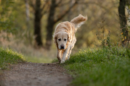 Golden Retriever Strolls Through Forest At Dawnの写真素材