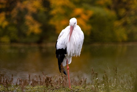 Stork On Lake Shore Presents Serene Viewの写真素材
