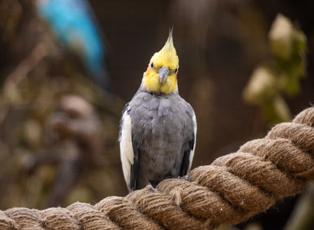 Corella Parrot Lives In Zooの写真素材