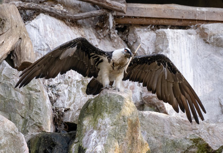 Bearded Vulture Is A Bird Of Prey In Zoo