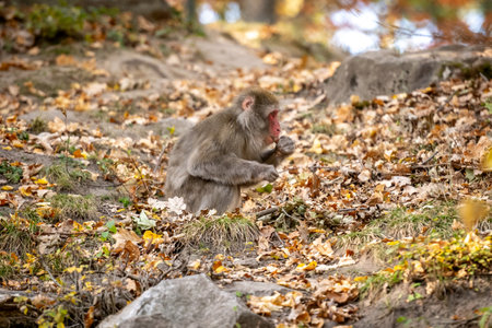 Japanese Macaque Monkey Resides In Zoo