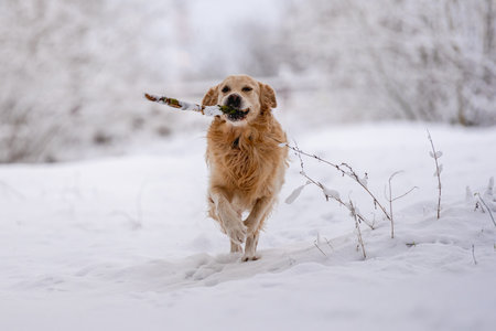Golden Retriever Dog Holding A Stick In Its Mouth In The Snow During Winterの写真素材