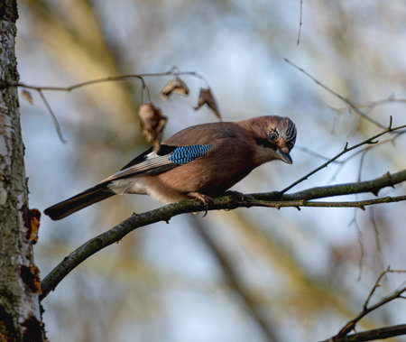 Jay Sitting Birch Tree Provides Serene Sceneryの写真素材