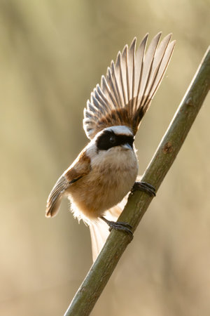 Eurasian Penduline Tit Bird On A Branchの写真素材