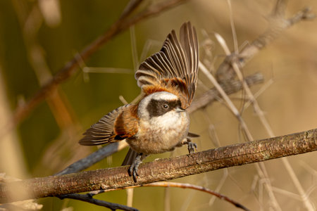 Eurasian Penduline Tit Bird Sings On A Treeの写真素材
