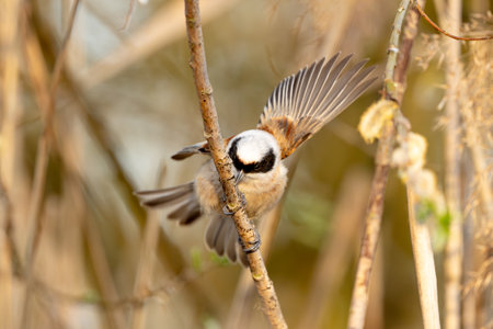 Eurasian Penduline Tit Bird On A Branchの写真素材