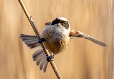 Eurasian Penduline Tit Bird On A Branchの写真素材
