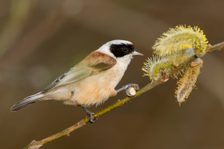 Bird Called Remiz Eats Willow On A Tree Branchの写真素材