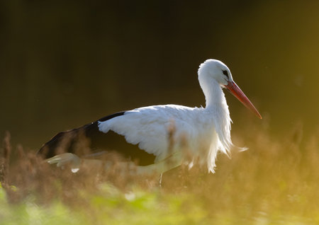 White Stork Stands In Water In Lakeの写真素材