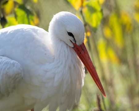 White Stork Portrait Stands Out On Blurred Backgroundの写真素材