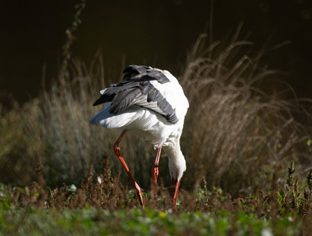White Stork Searches For Food In Grass Near Lakeの写真素材
