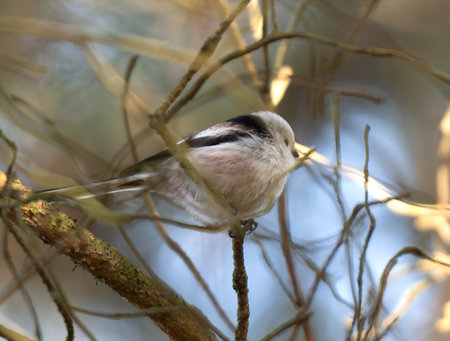 Long-Tailed Tit Sits On A Bench In A Nature Parkの写真素材