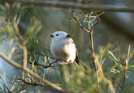 Long-Tailed Tit Sitting In Its Natural Habitatの写真素材